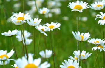 Field of Daisies